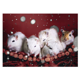 CH_10117 Weihnachtskarte Spenden TBB 5 weisse Mäuse