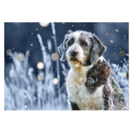 CH_10517 Weihnachtskarte Spenden TBB Hund blau