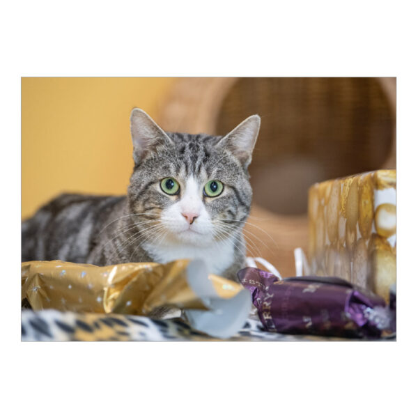 CH_10720 Weihnachtskarte Spenden TBB Katze Tigerli mit Paketen