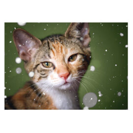 CH_10817 Weihnachtskarte Spenden TBB Katze grün