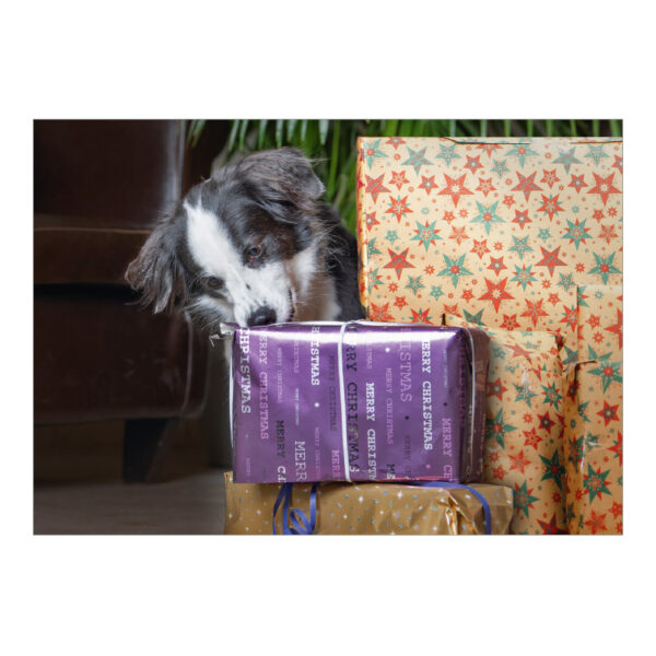 CH_10820 Weihnachtskarte Spenden TBB Hund mit Paketen