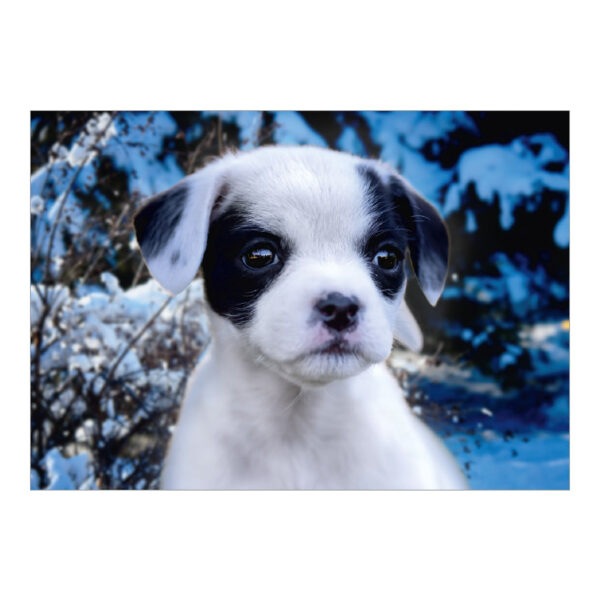 CH_10920 Weihnachtskarte Spenden TBB Hund im Schnee