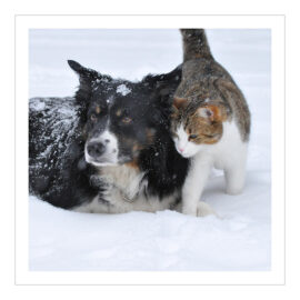 CH-500422 Katze mit Hund im Schnee