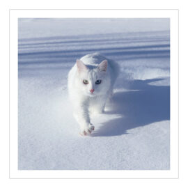 CH-500522 Katze weiss im Schnee