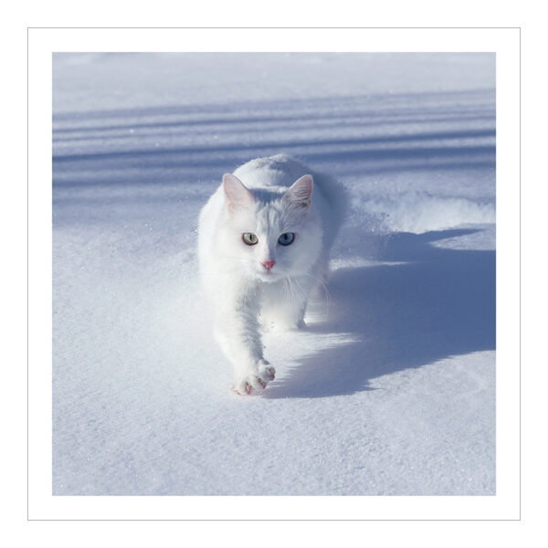 CH-500522 Katze weiss im Schnee