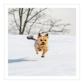 CH-500722 Hund rennt im Schnee