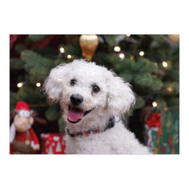CH-14326 Weihnachtskarten Spenden TBB «Weisser Hund vor Weihnachtsbaum» CH-14326 Weihnachtskarten Spenden TBB «Weisser Hund vor Weihnachtsbaum»