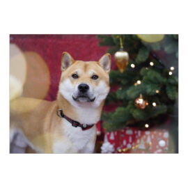CH-14426 Weihnachtskarten Spenden TBB «Aufmerksamer Hund vor Weihnachtsszenerie» CH-14426 Weihnachtskarten Spenden TBB «Aufmerksamer Hund vor Weihnachtsszenerie»