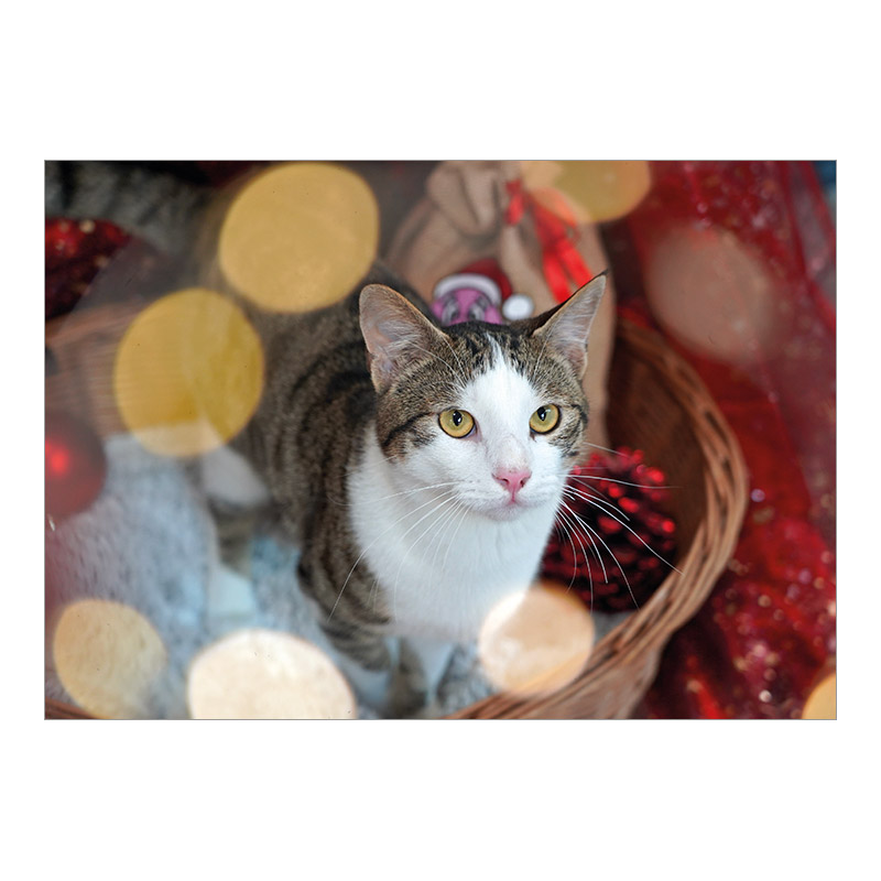 CH-14526 Weihnachtskarten Spenden TBB «Katze vor weihnachtlichem Hintergrund»