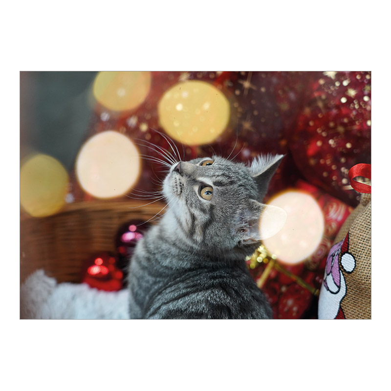 CH-14626 Weihnachtskarten Spenden TBB «Katze in weihnachtlicher Umgebung»