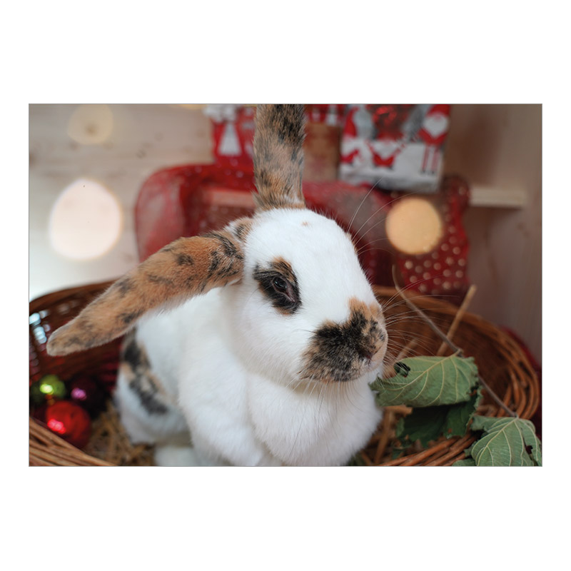 CH-14826 Weihnachtskarten Spenden TBB «Kaninchen in weihnachtlich geschmücktem Korb»